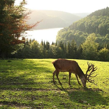 Moderne Ferienwohnung Im Herzen Des Nationalparks Hellenthal Dış mekan fotoğraf